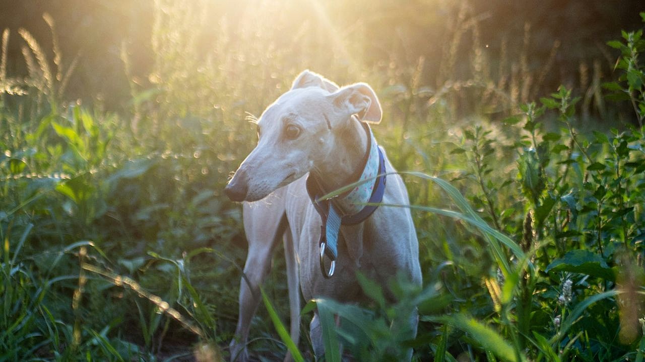 Greyhound Dog, Unsplash