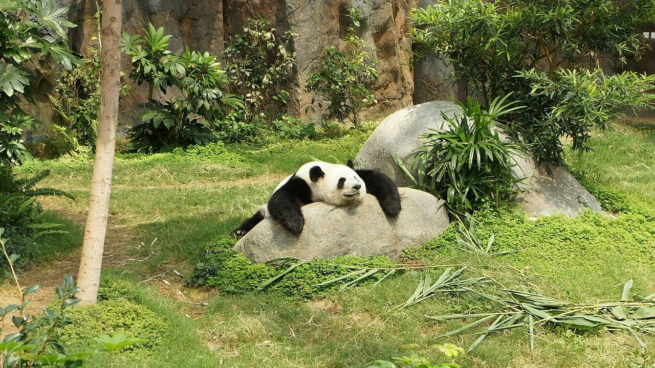 Hibernate Panda, Unsplash