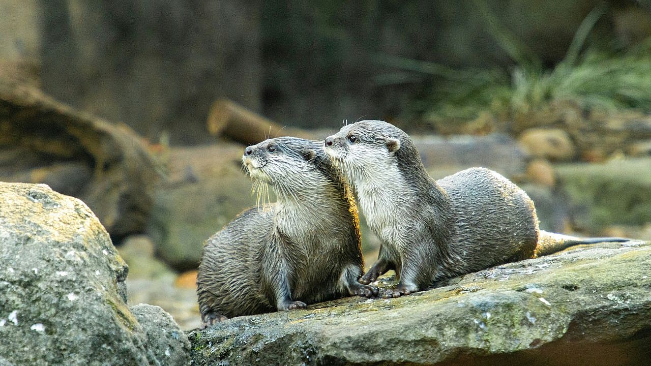 Otters Are In Trouble, Unsplash