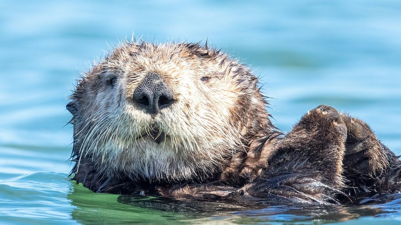 Otters Hold Hands, Unsplash