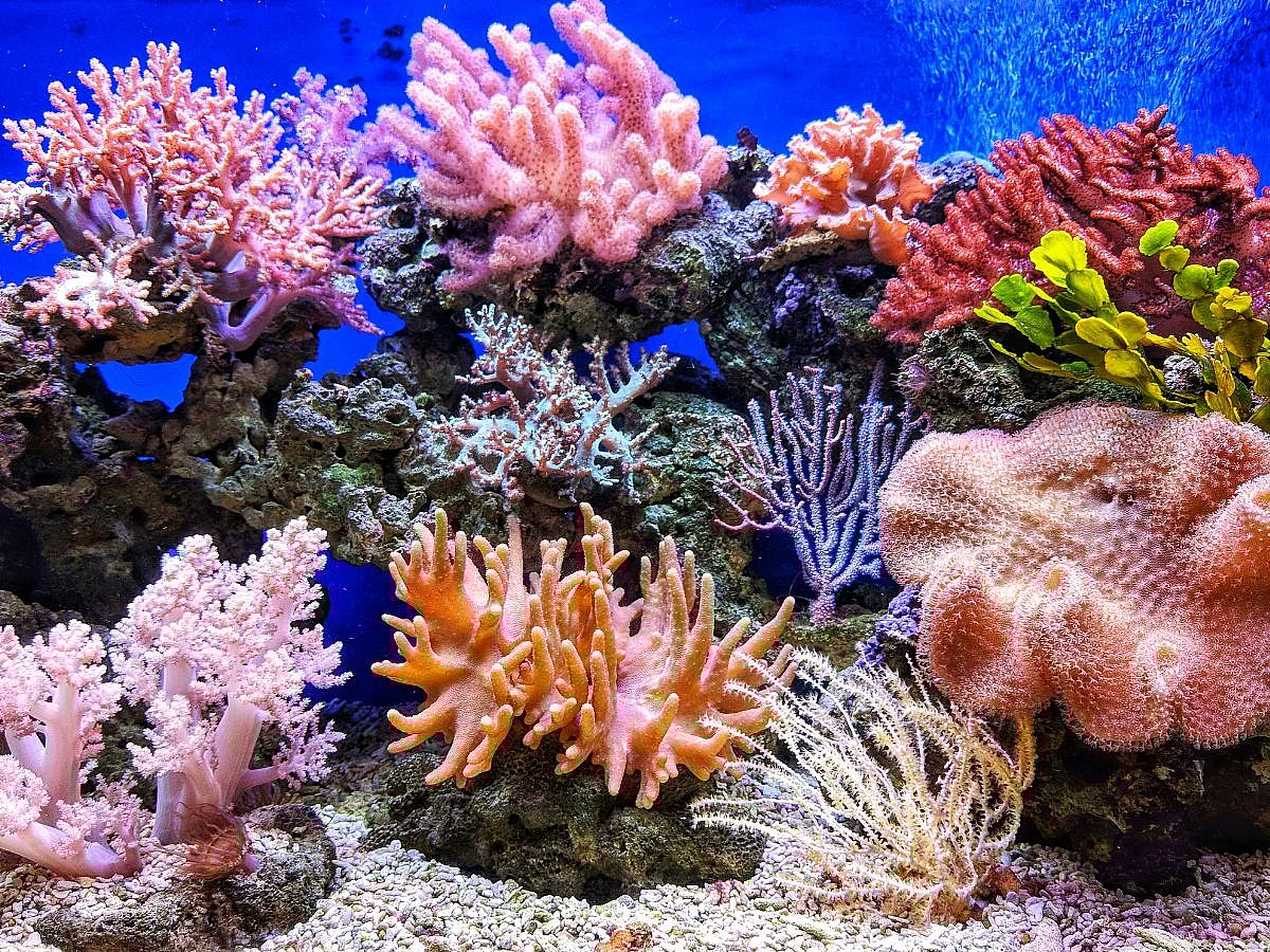 Coral Reefs Unsplash