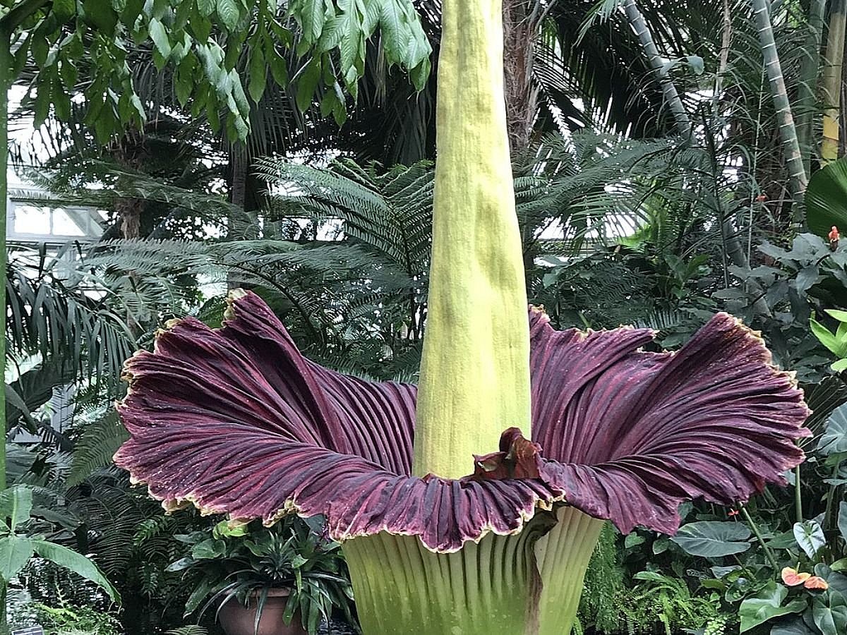 Corpse Flower Wiki Commons