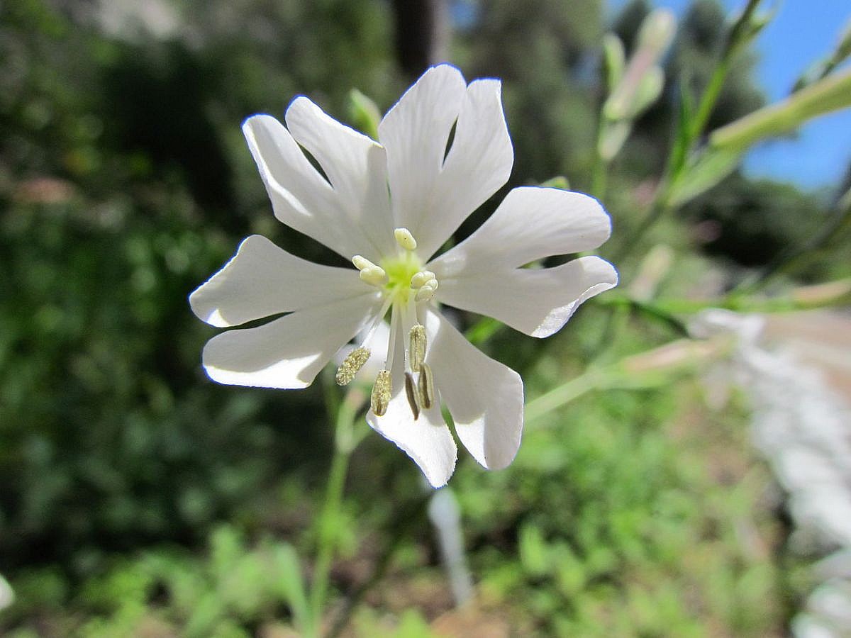 Gibraltar campion Wiki Commons