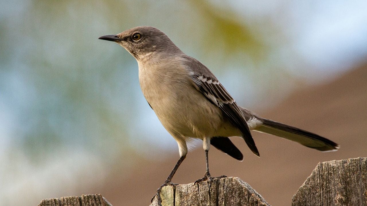 Mockingbird Pet Unsplash