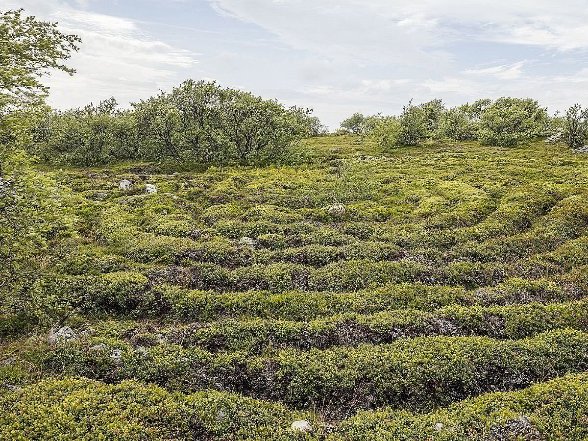 Stone Labyrinth Wiki Commons