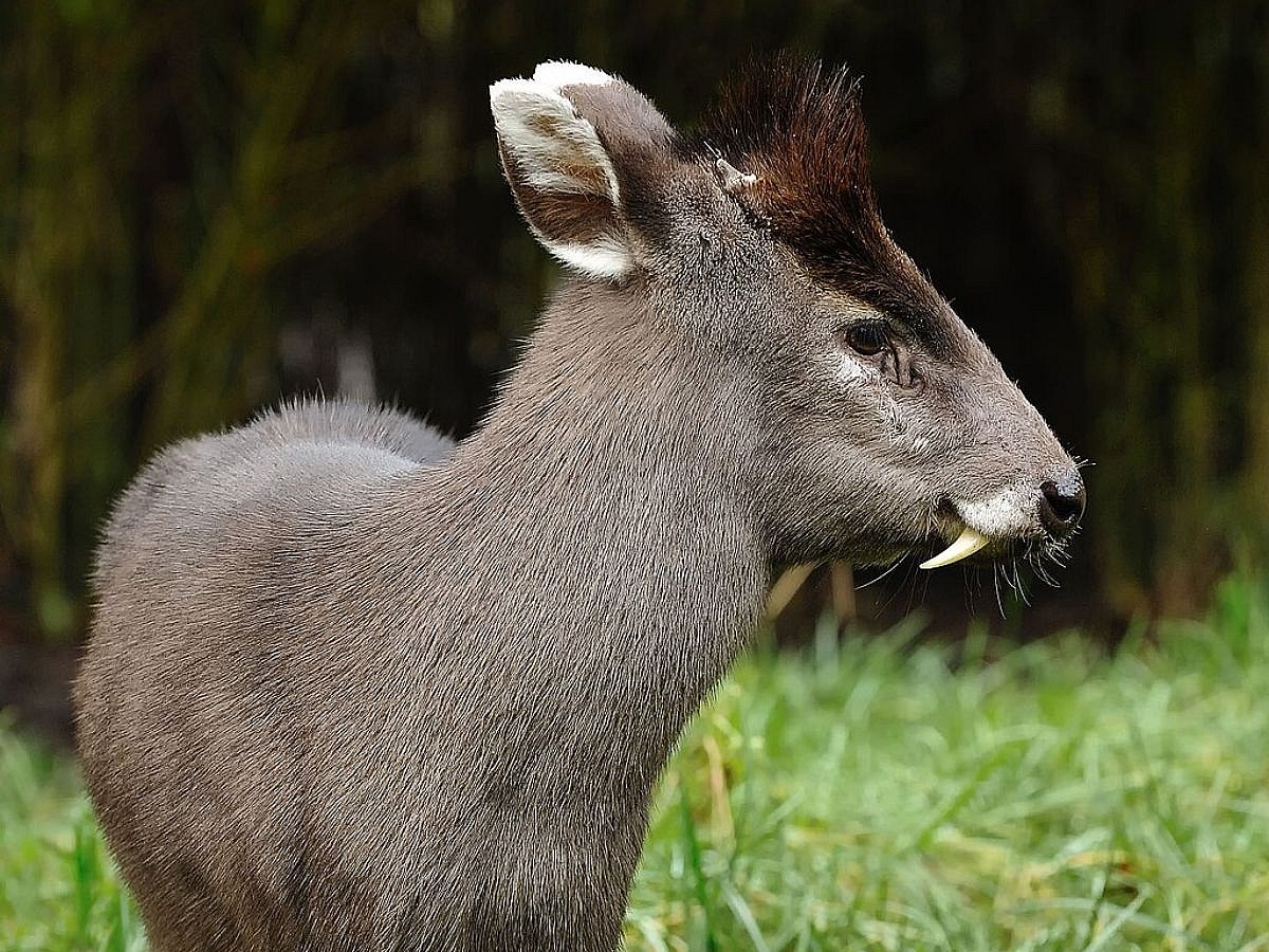 Tufted Deer Wiki Commons