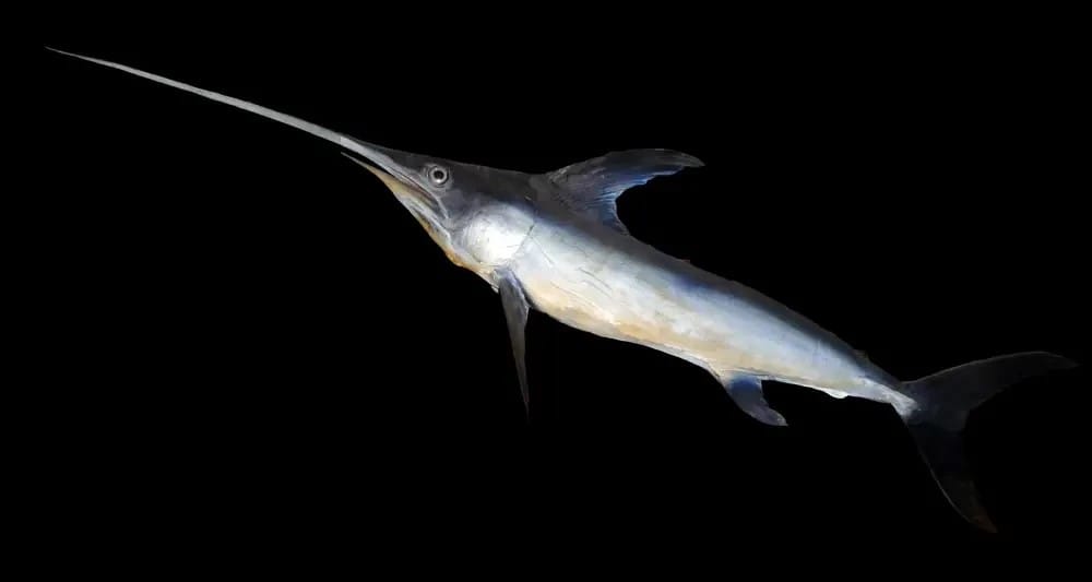 Swordfish, Google commons