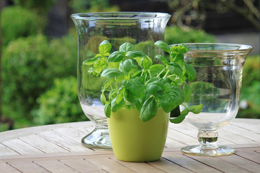 Vegetable Container Gadening