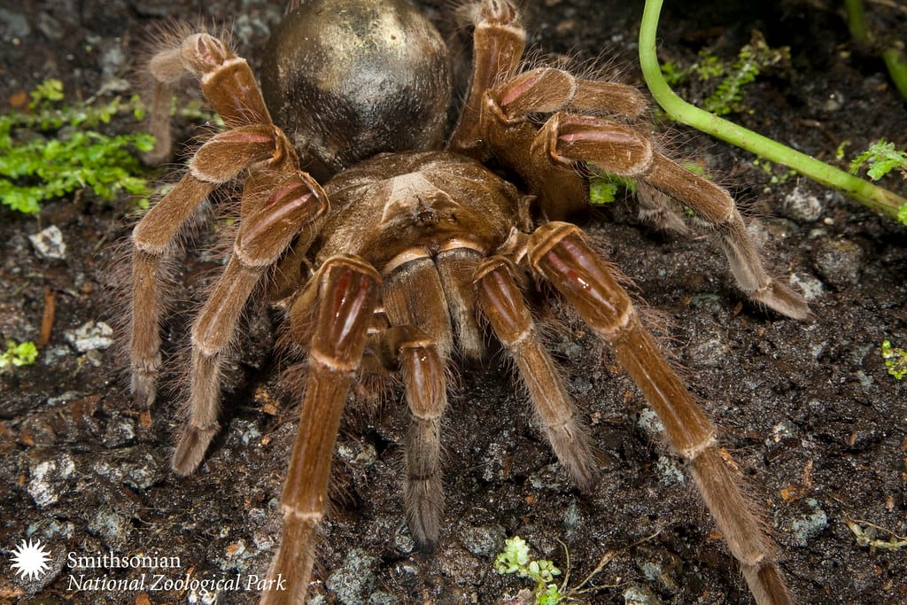 biggest spider in the world