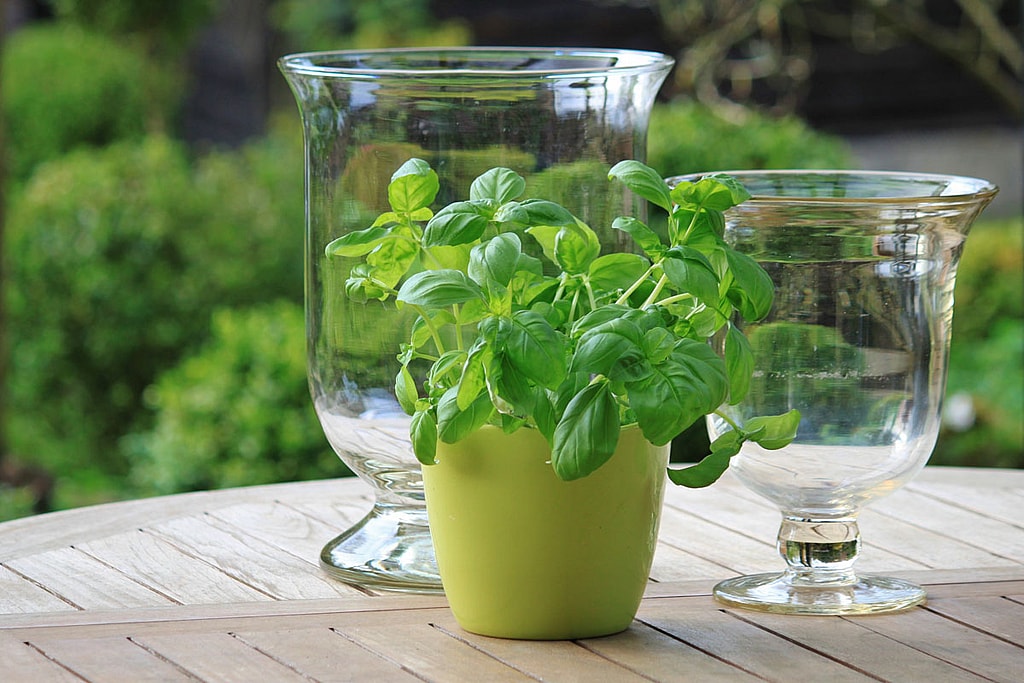 Vegetable Container Gadening