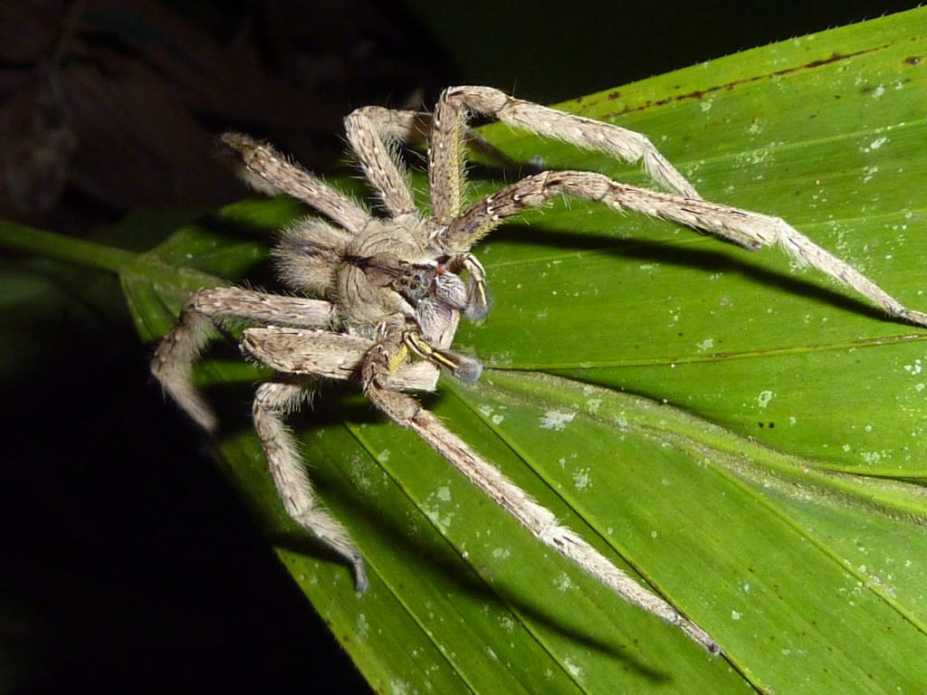 biggest spider in the world