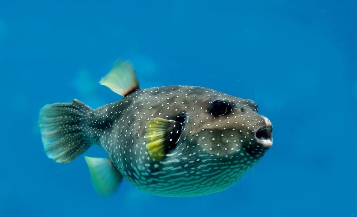 Pufferfish, Flickr