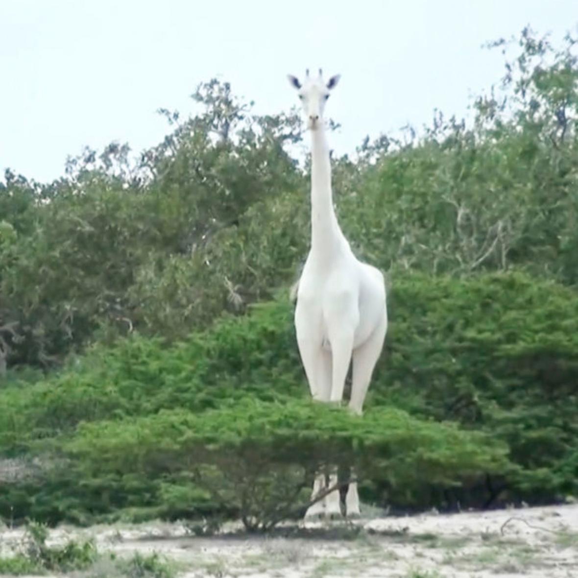 Rarest Albino Animals From Around The World