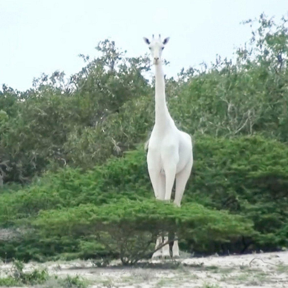 Rarest Albino Animals From Around The World