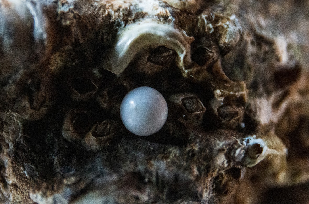 formation of pearls