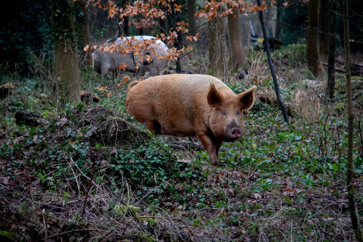 pigs smart, Unsplash