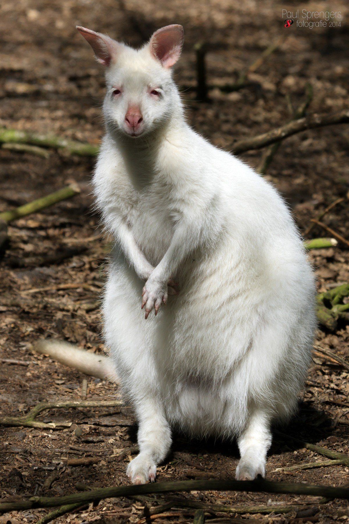 rarest albino aniamls from around the world