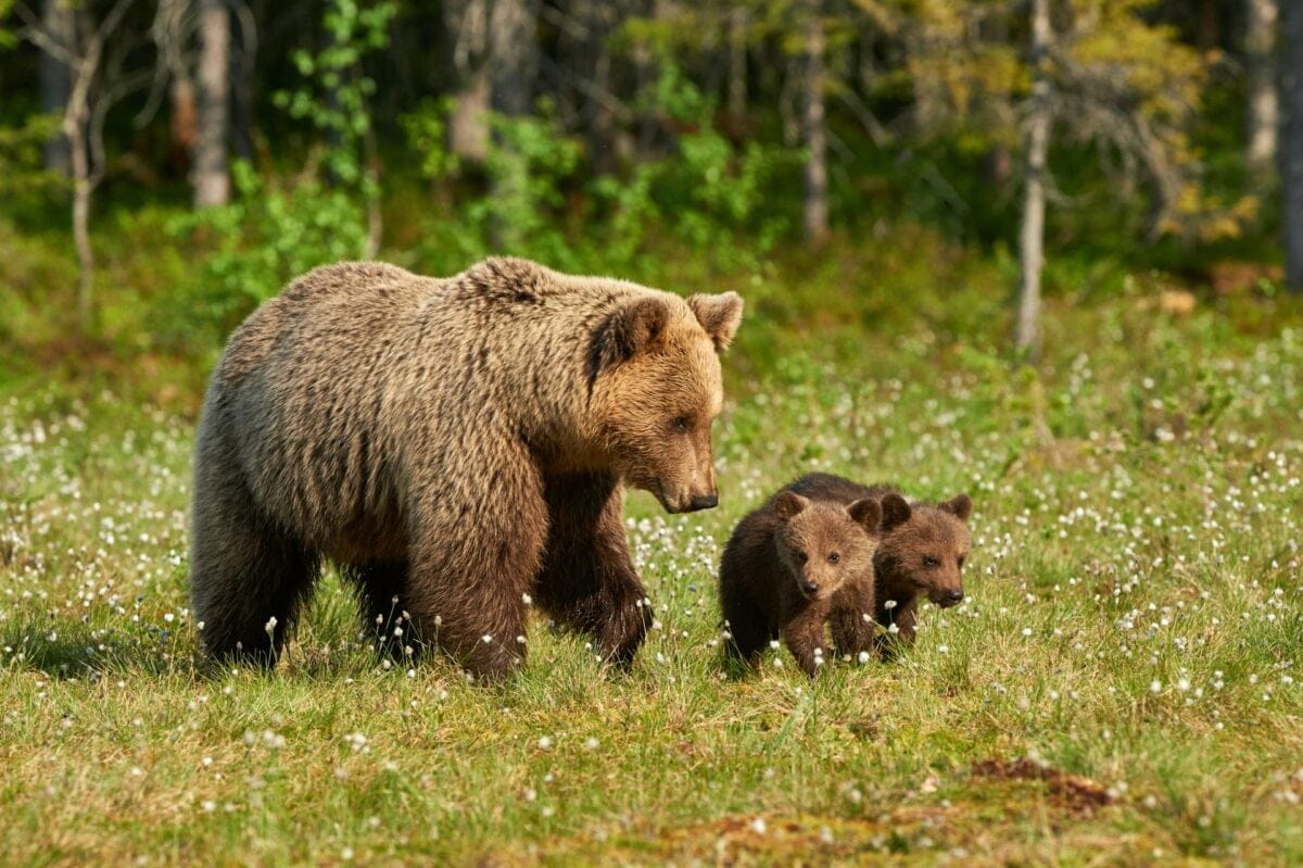 mamma bear wth cubs