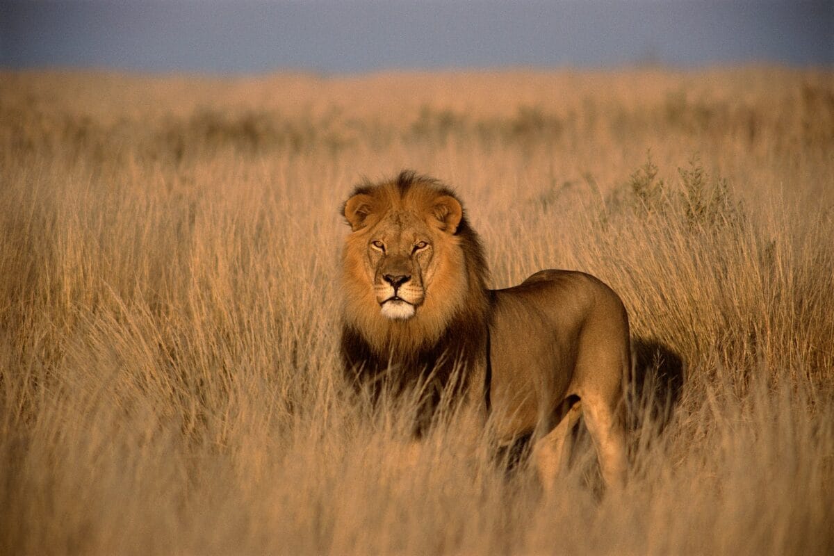 facts about lions