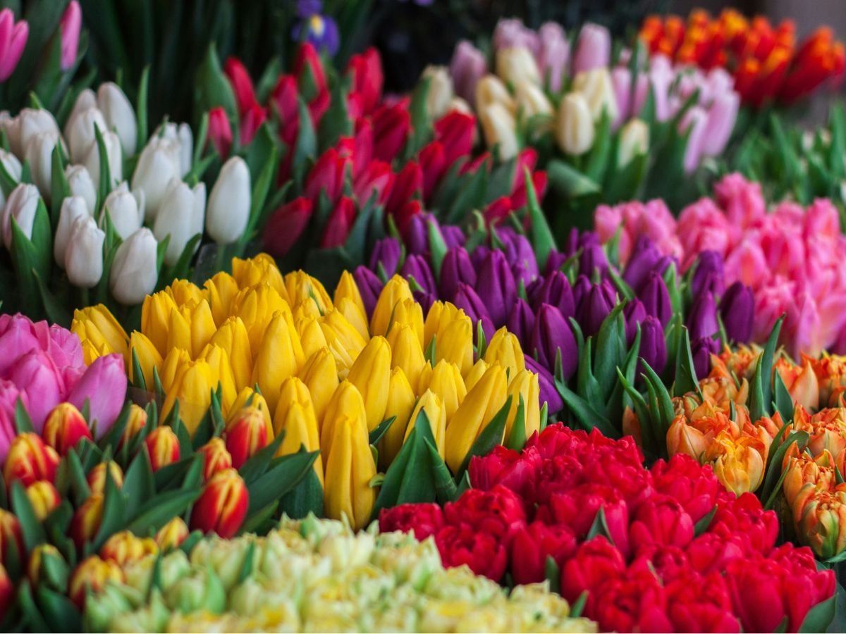 The World's Rarest Flowers Unsplash