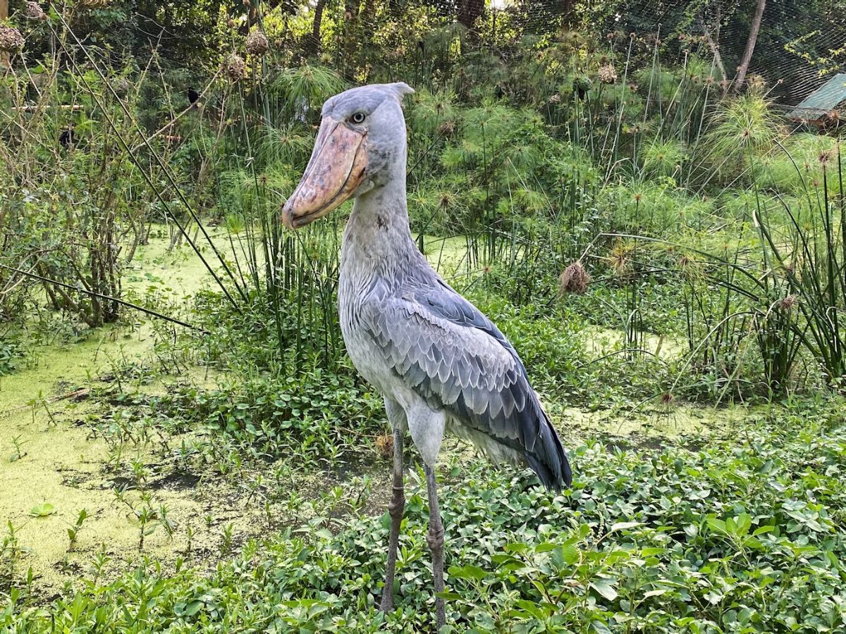 Weirdest Animals in the World Shoebill Unsplash
