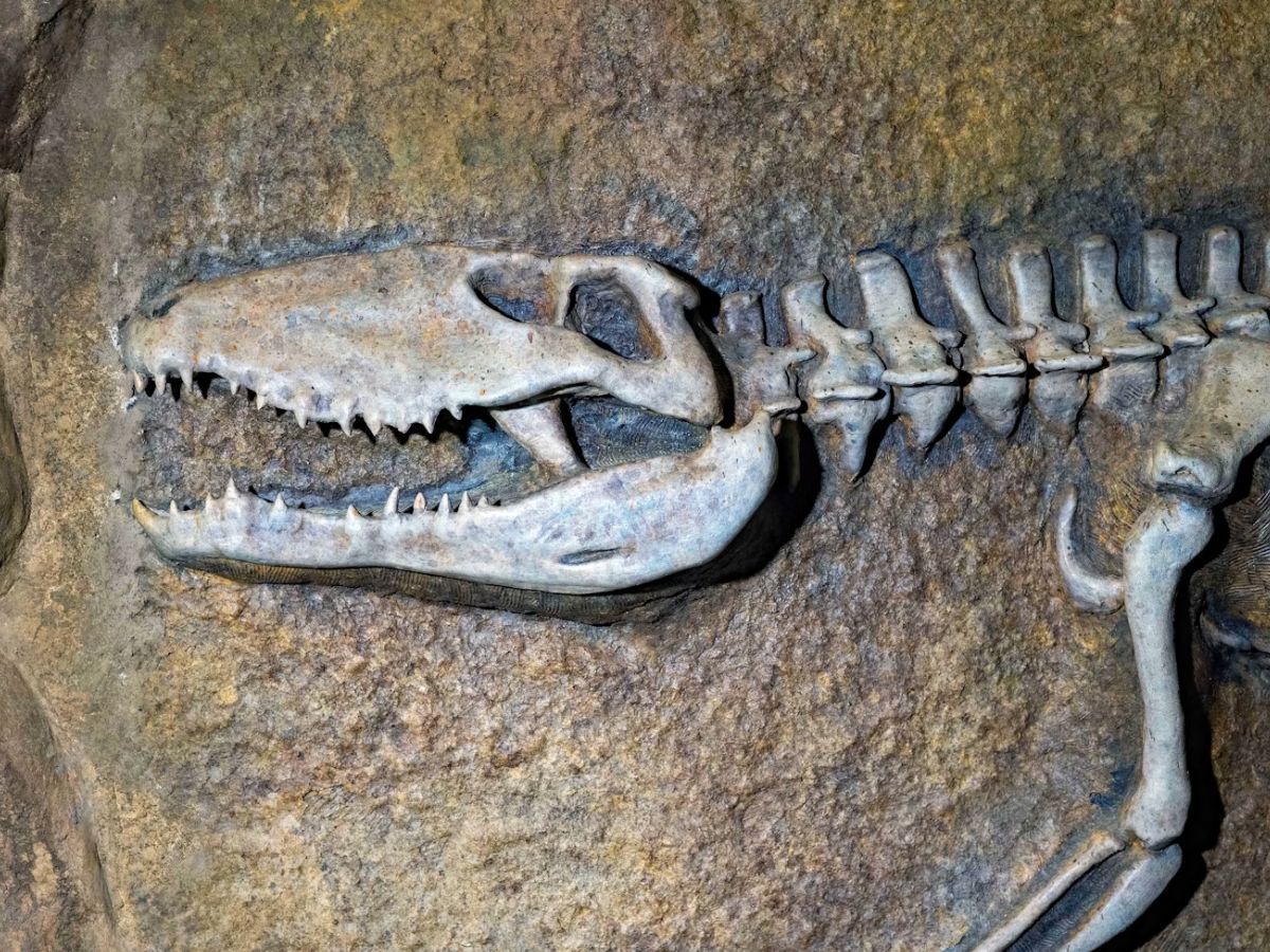 Fun Facts About Fossils Unsplash