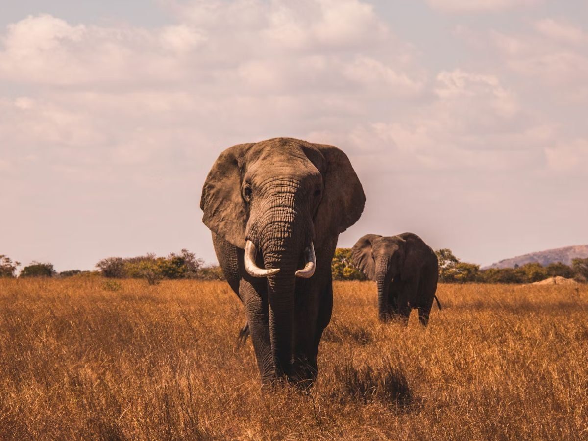 Weird Facts About Elephants Unsplash