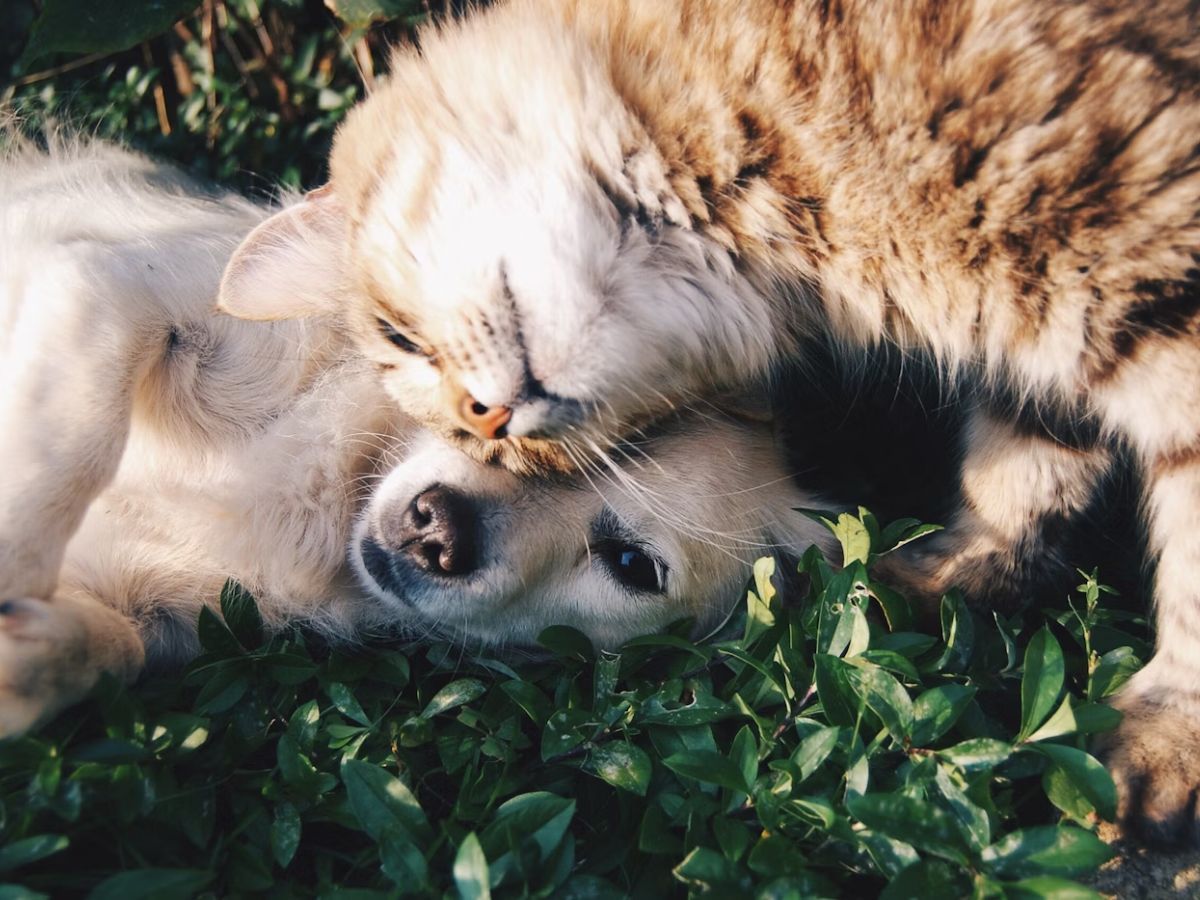 Famous People Who Owned Unusual Pets Unsplash
