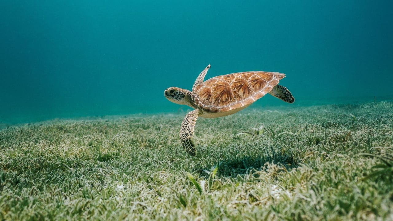Fun Facts About Turtles, Unsplash
