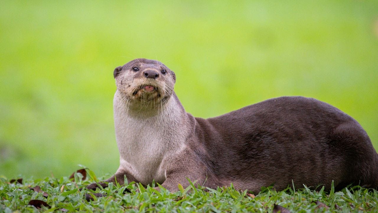 Weird Facts About Otters Are Hungry, Unsplash