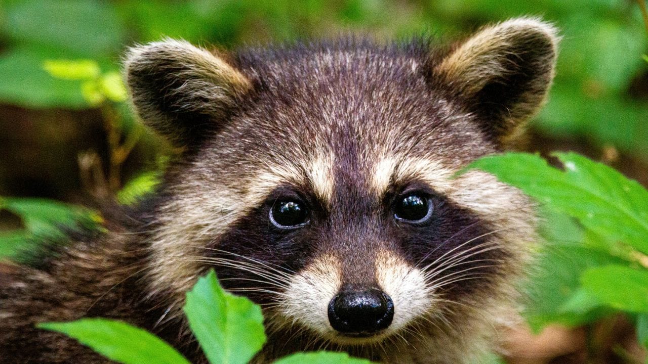 Strange Presidential Pets Unsplash