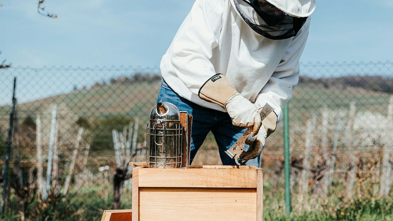 Beekeeping Resolutions, Unsplash