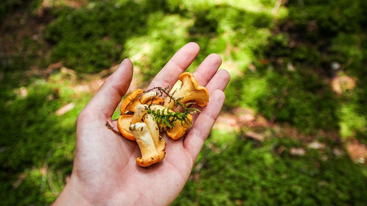 Forage Resolutions, Unsplash