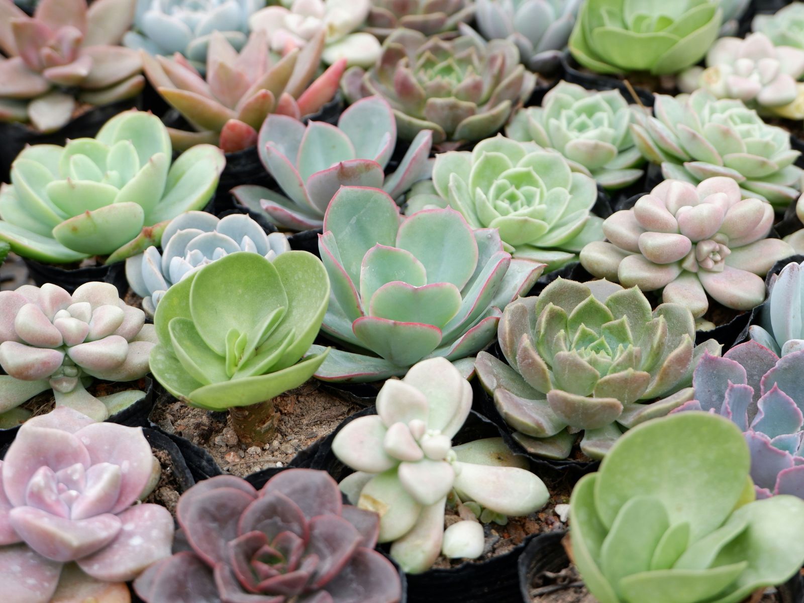 Most Rare Succulents, Unsplash