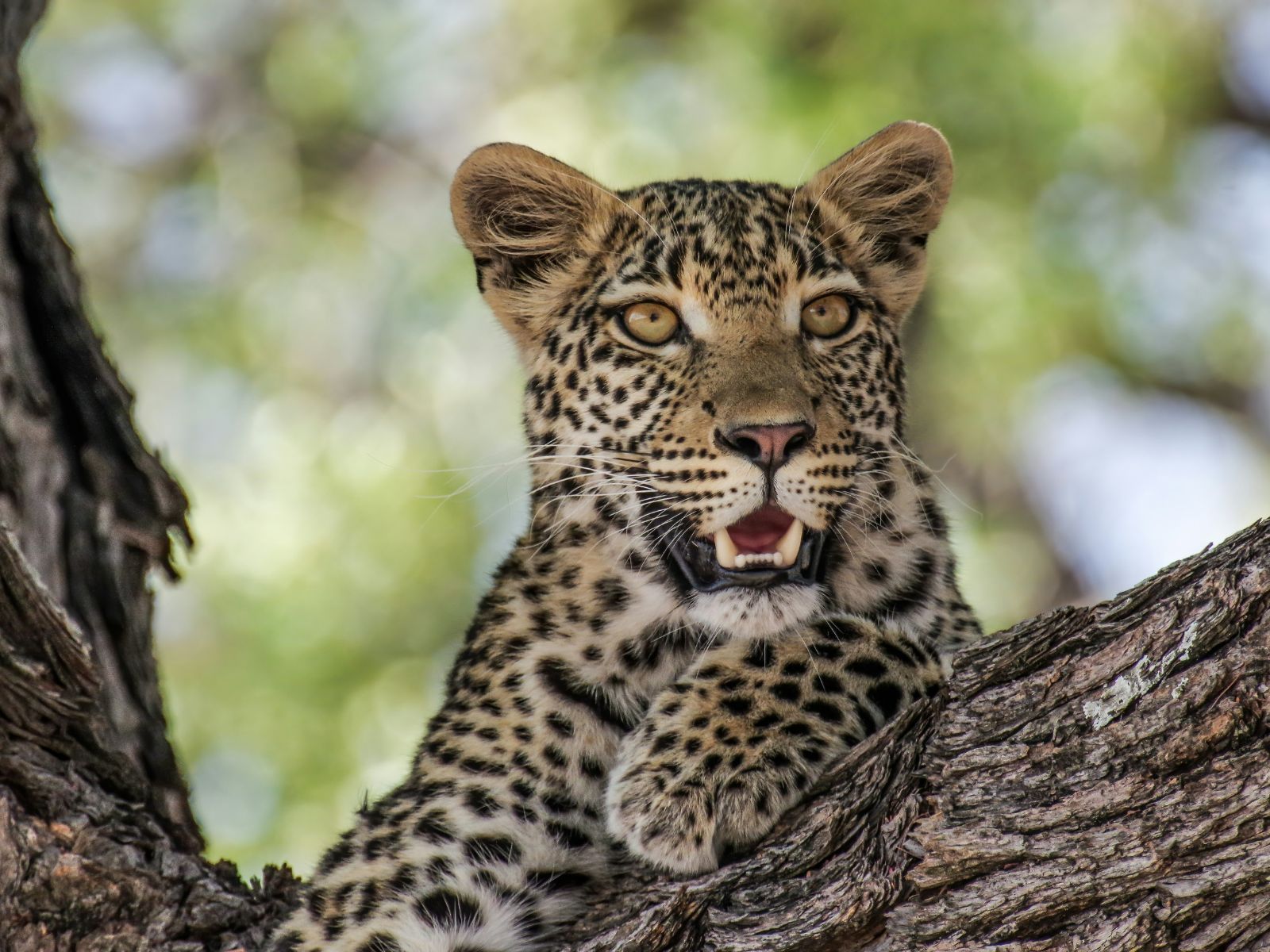 What Is the Rarest Animal in the World, Unsplash