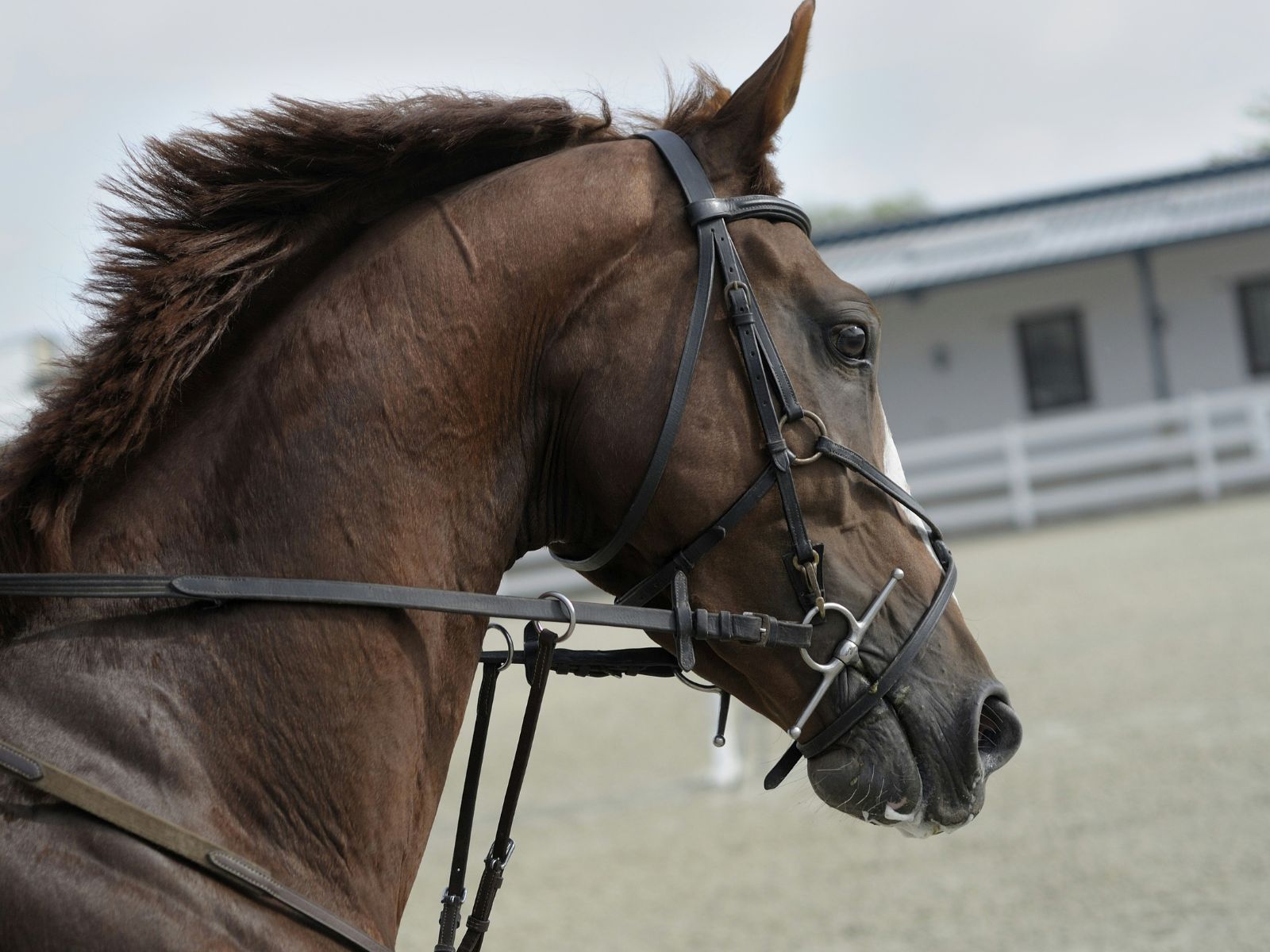Most Expensive Horses Ever Sold, Unsplash