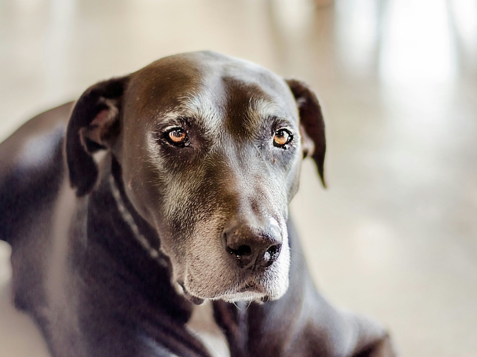 Oldest Dog to Ever Live, Unsplash