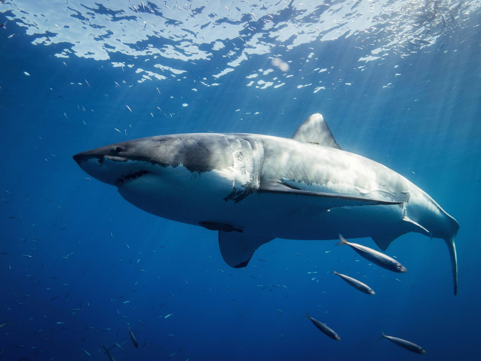Weird Facts About Great White Sharks, Unsplash