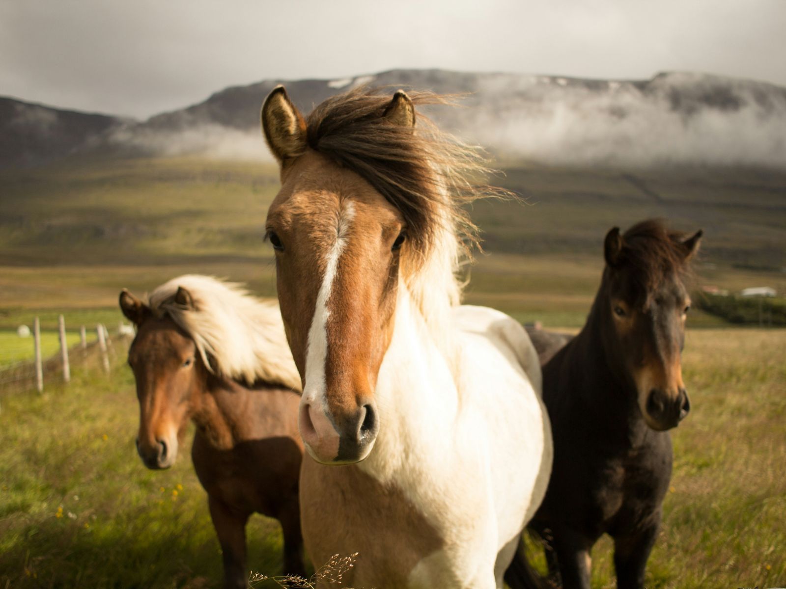 Most Expensive Horse Breed, Unsplash