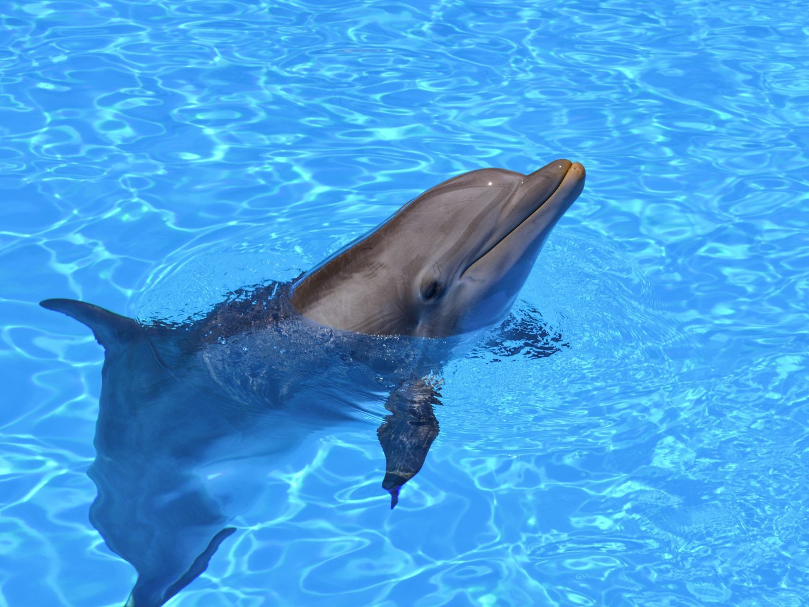 Weird Facts About Dolphins, Unsplash