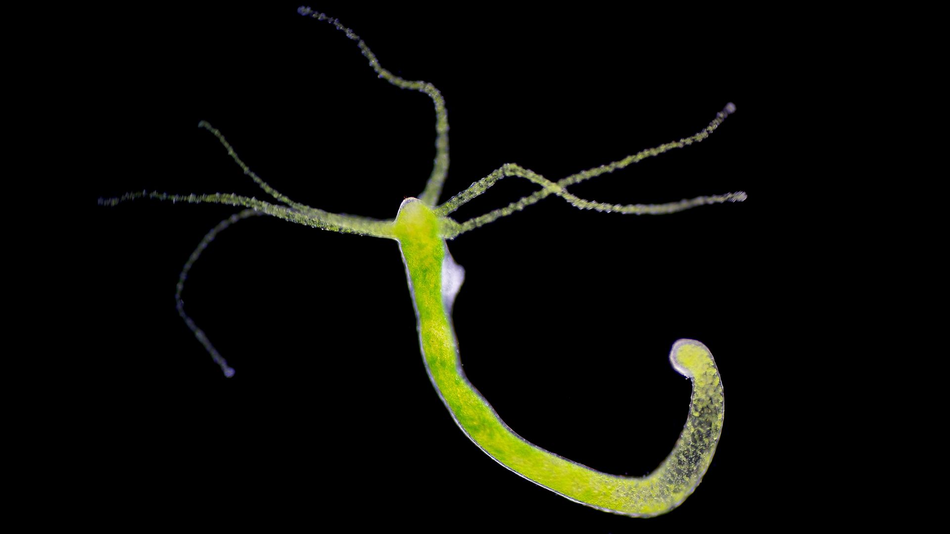 oldest animal on earth