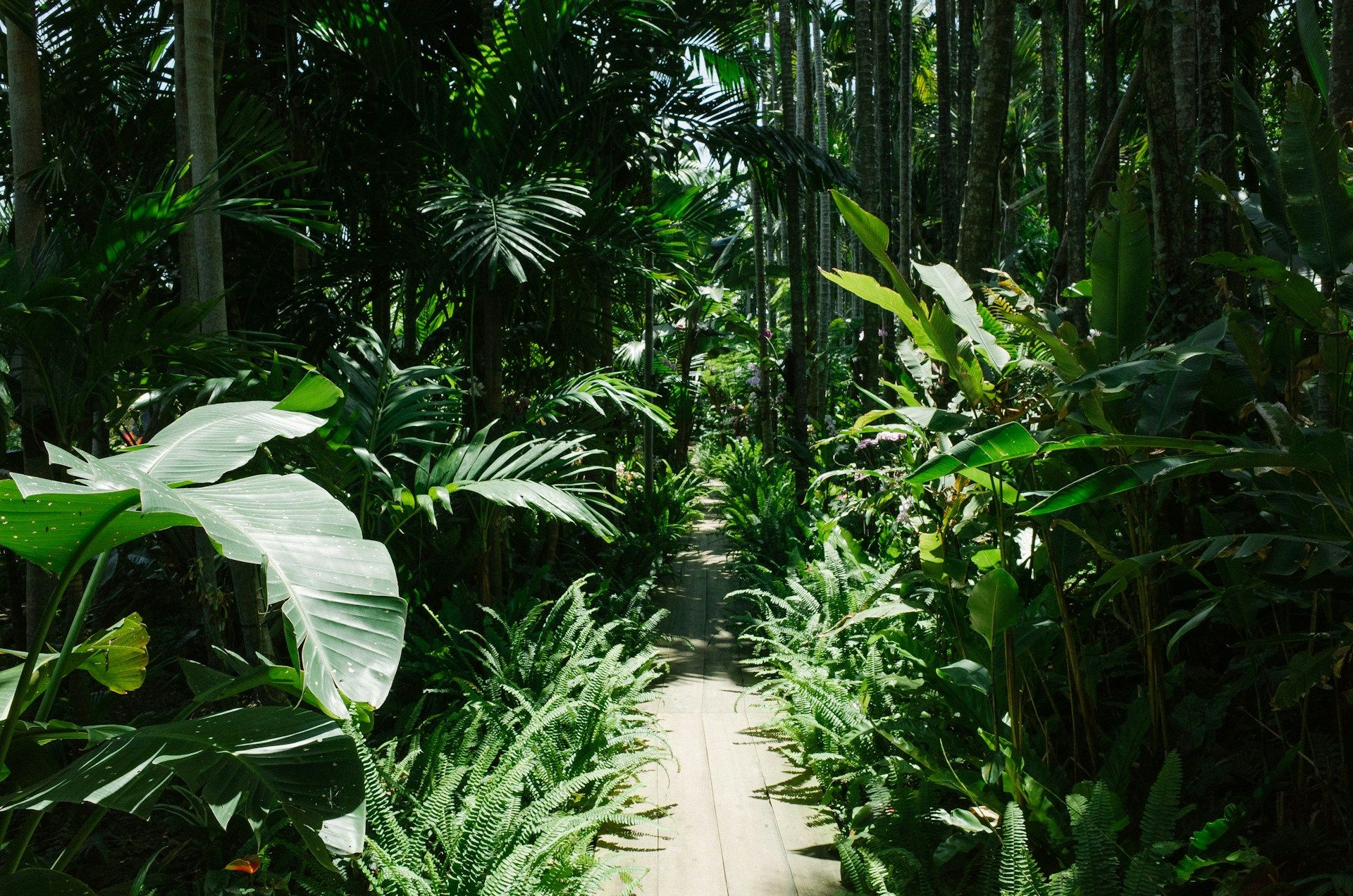 Countries with the Largest Rainforest