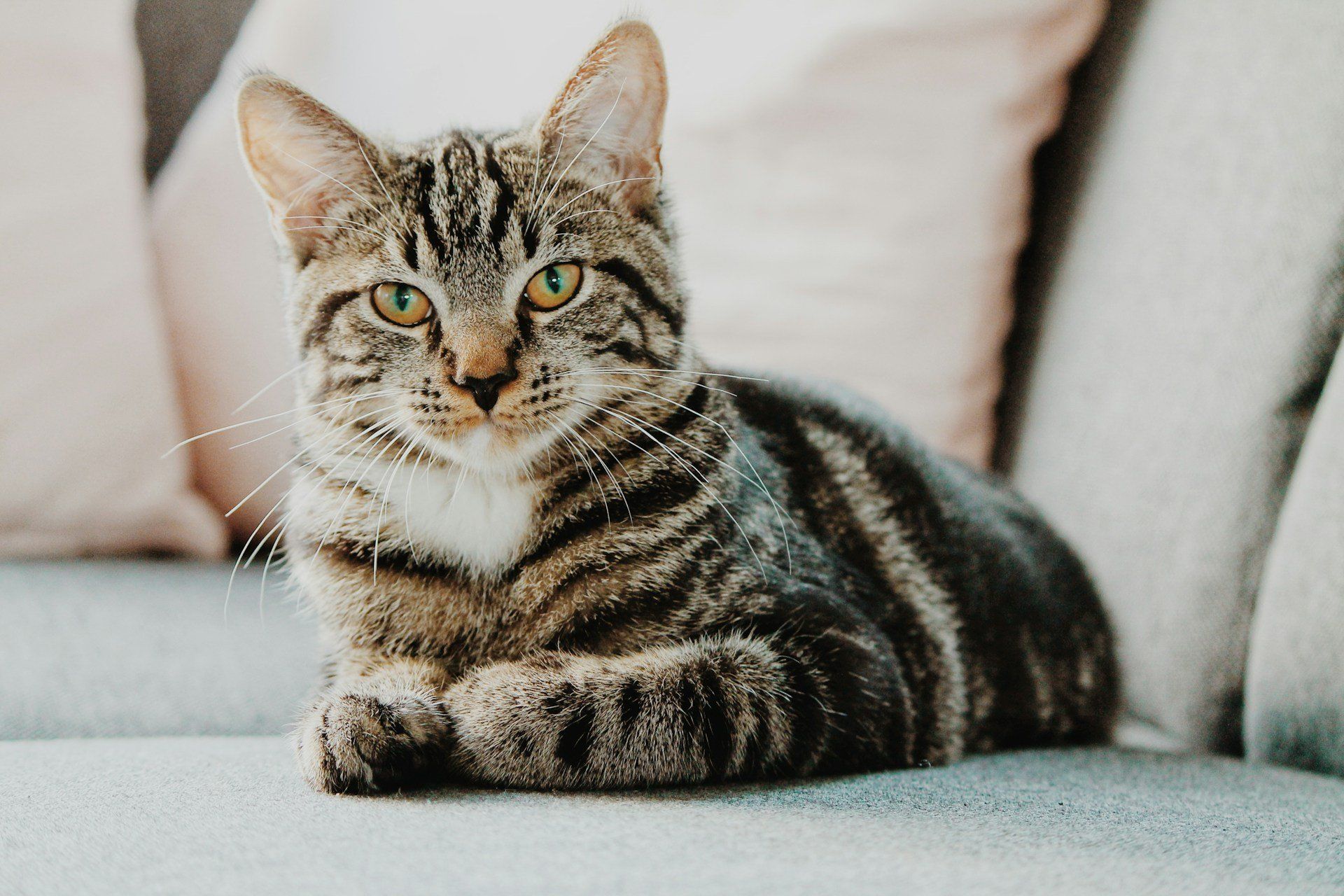 most expensive cats