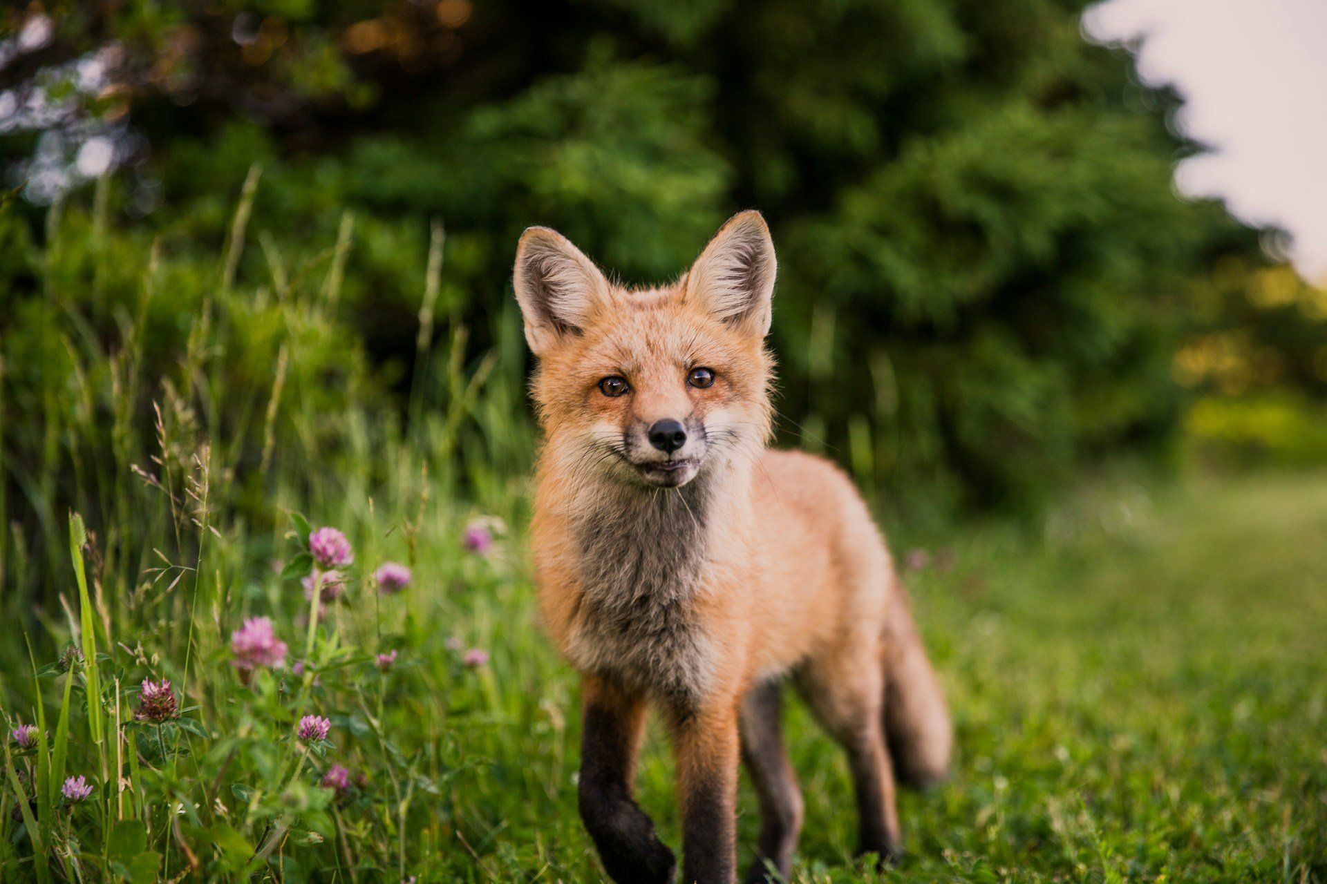 fun facts about foxes