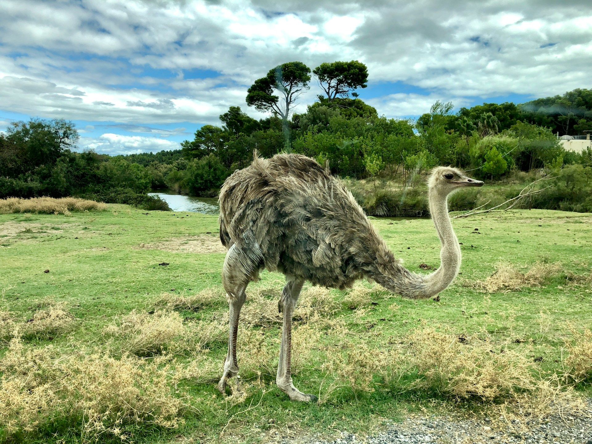 biggest bird in the world
