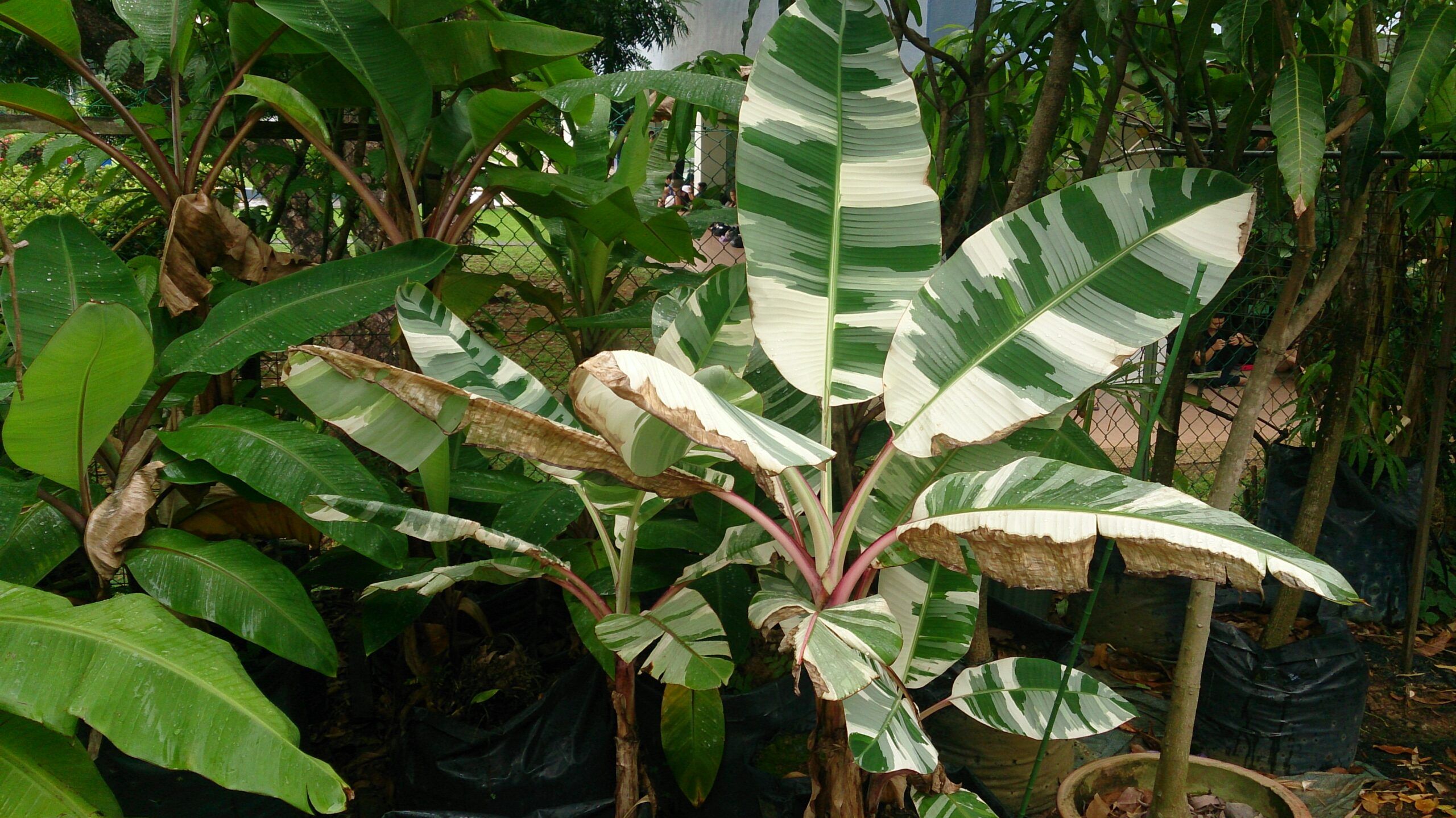 rare houseplants