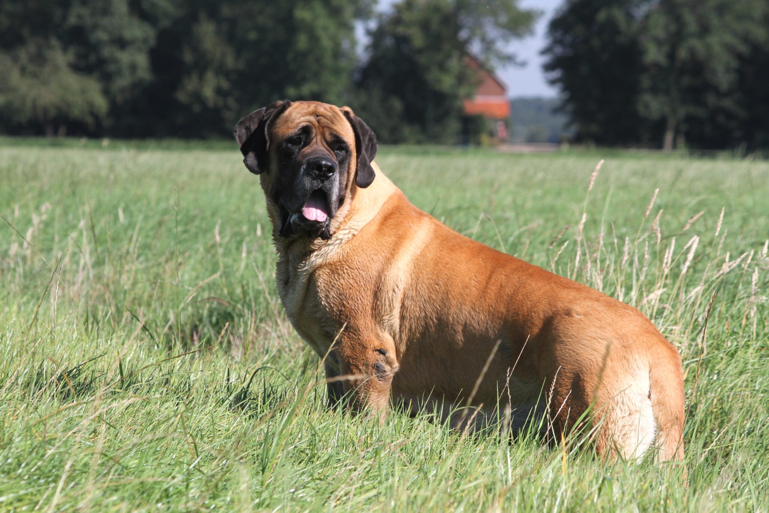 biggest dog in the world