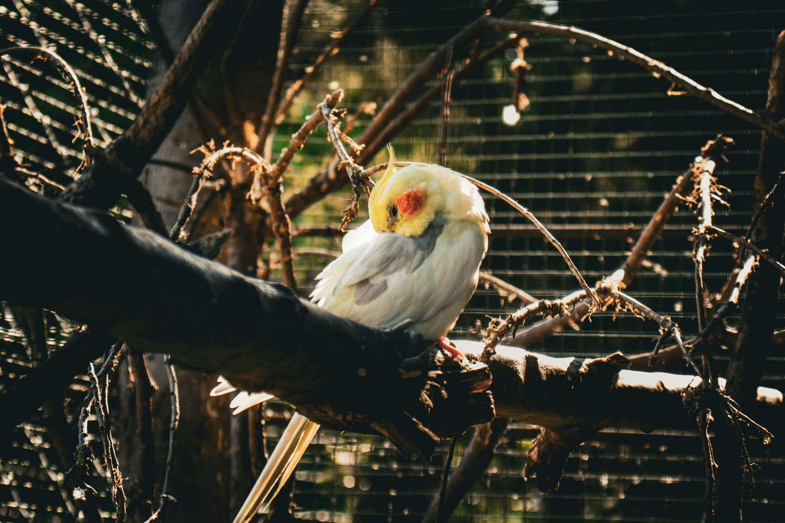 quietest birds