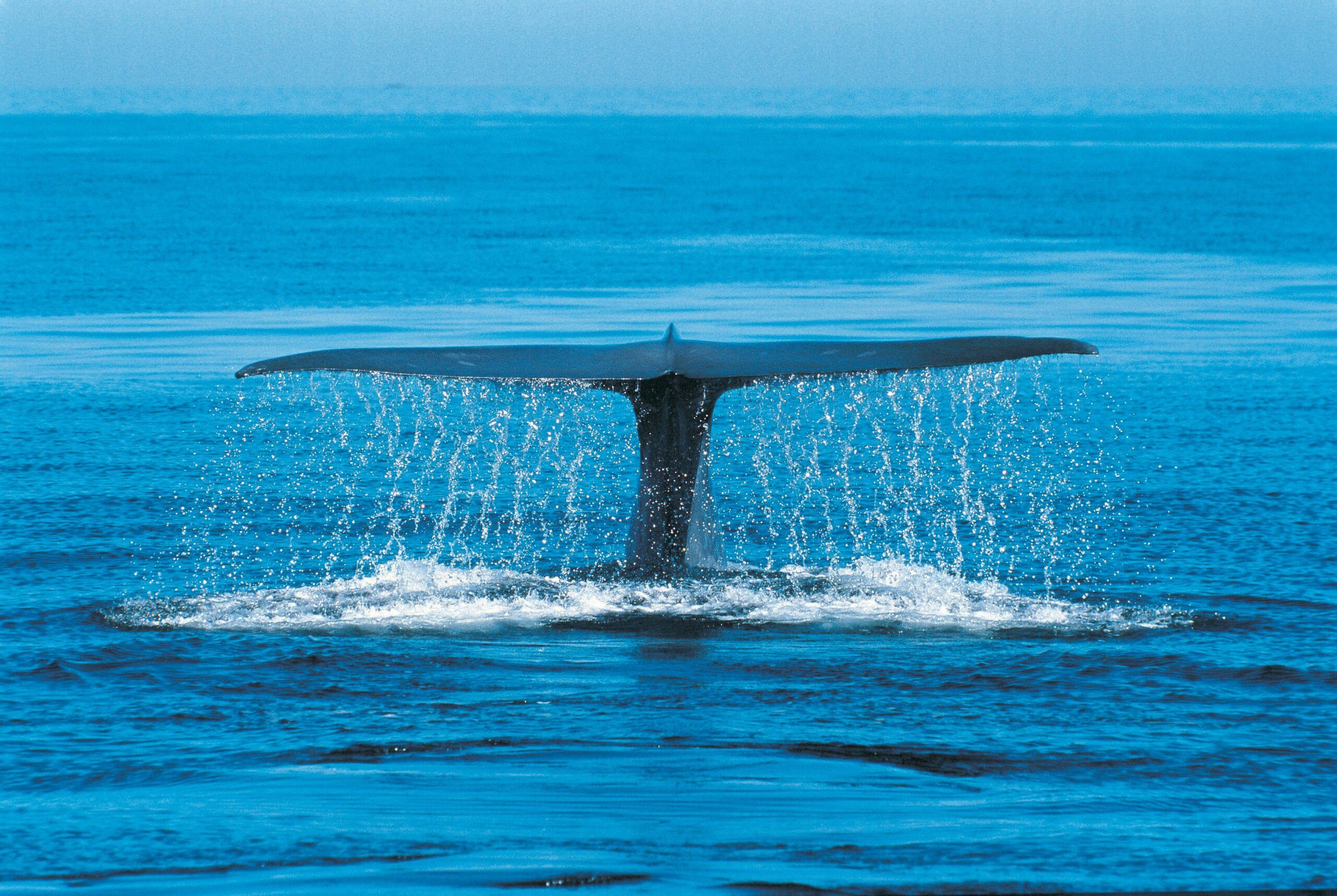 largest animal in the world