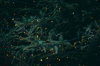 pine tree filled with lights / winter holidays